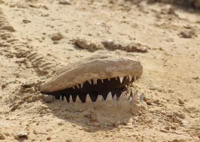 museo_paleontologico_0